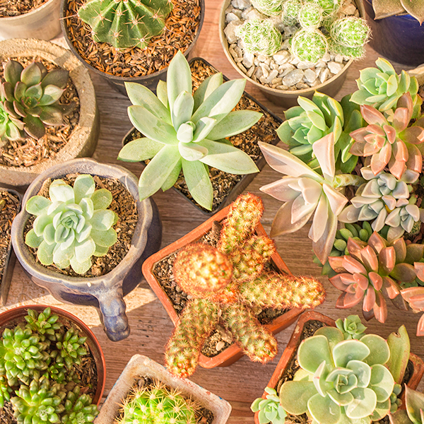 PLANTAS 🌱
