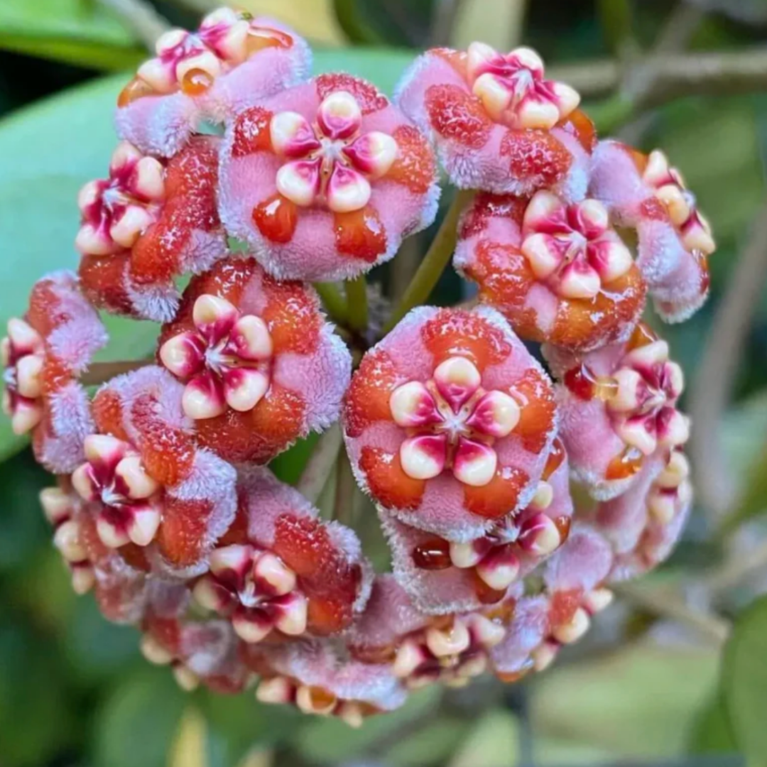 OrchidGlobe: Semillas de Esfera de Orquídea