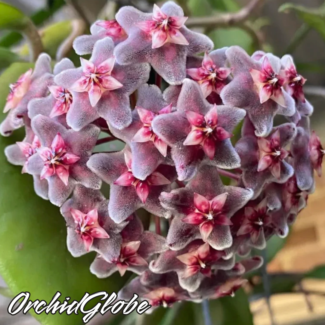OrchidGlobe: Semillas de Esfera de Orquídea