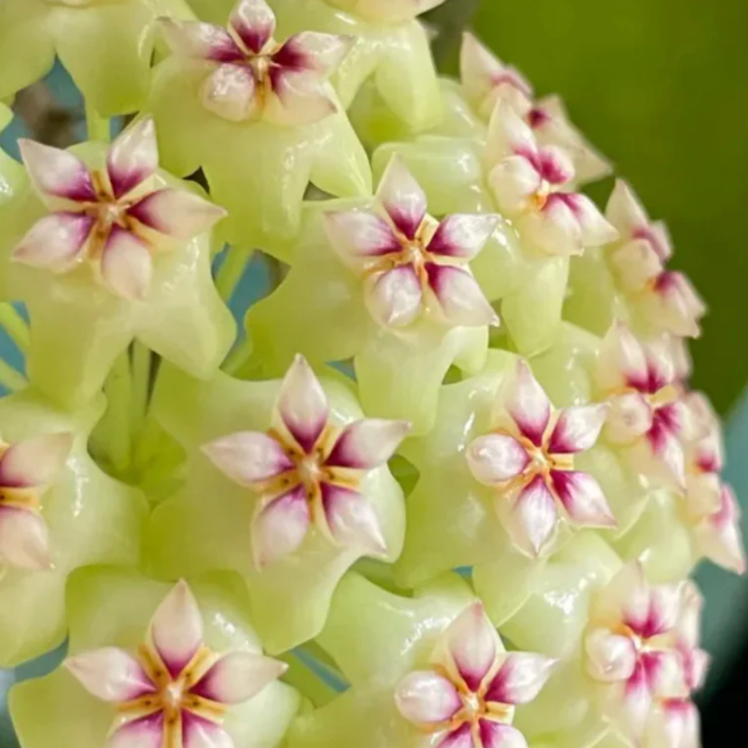 OrchidGlobe: Semillas de Esfera de Orquídea
