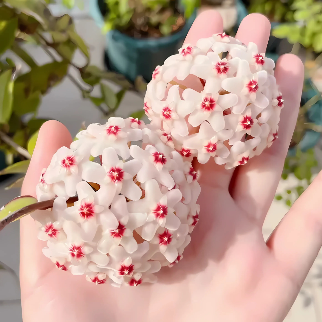 OrchidGlobe: Semillas de Esfera de Orquídea