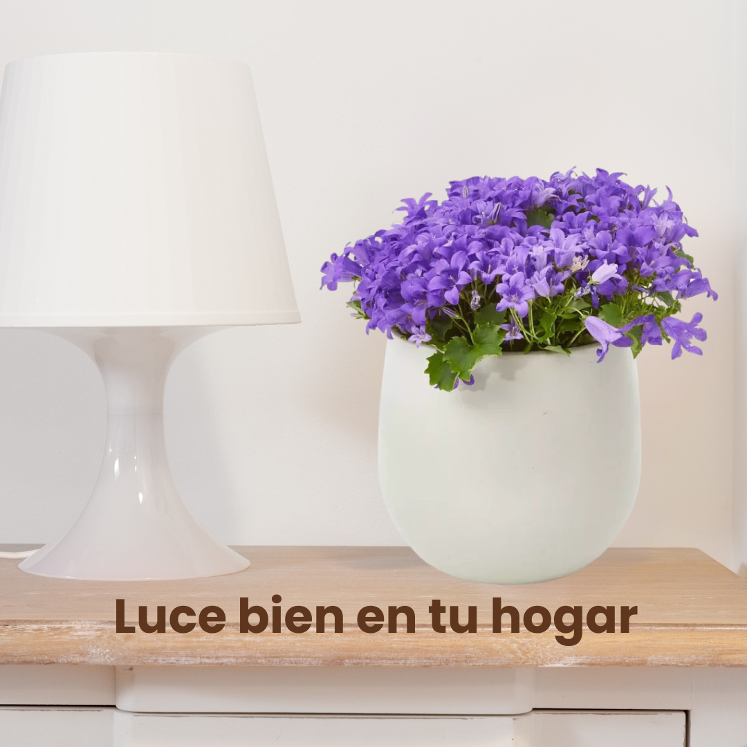Campanula Violeta: La Joya del Adriático