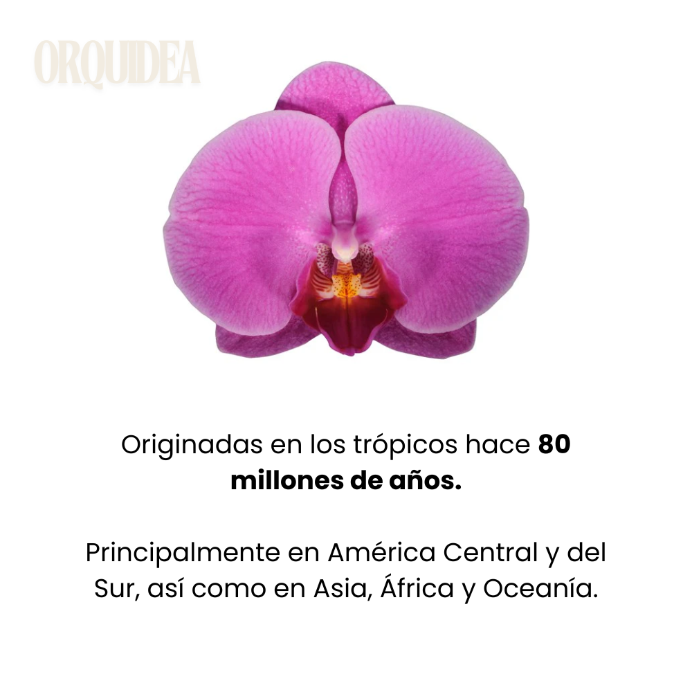Orquídea: Planta purificadora