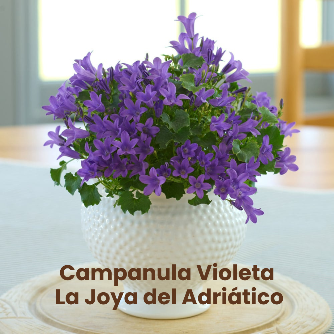 Campanula Violeta: La Joya del Adriático