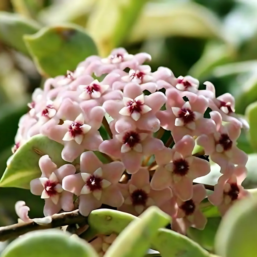 OrchidGlobe: Semillas de Esfera de Orquídea