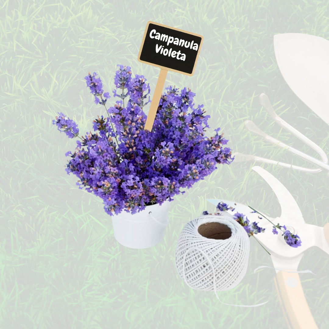 Campanula Violeta: La Joya del Adriático