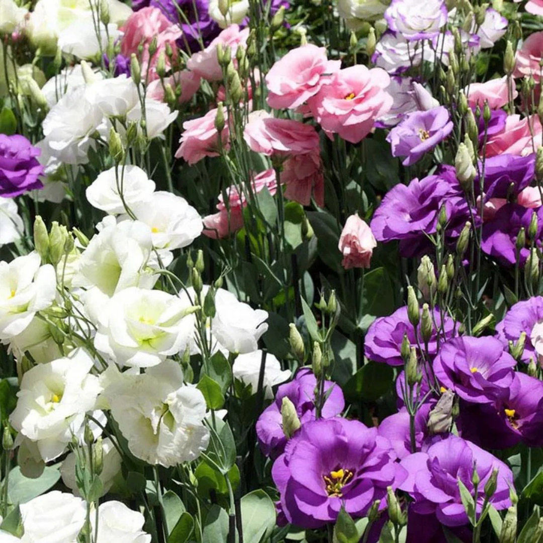 BouquetLove: Semillas de Eustoma