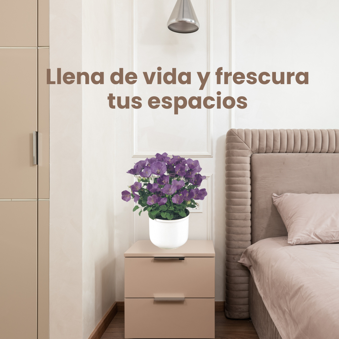 Campanula Violeta: La Joya del Adriático