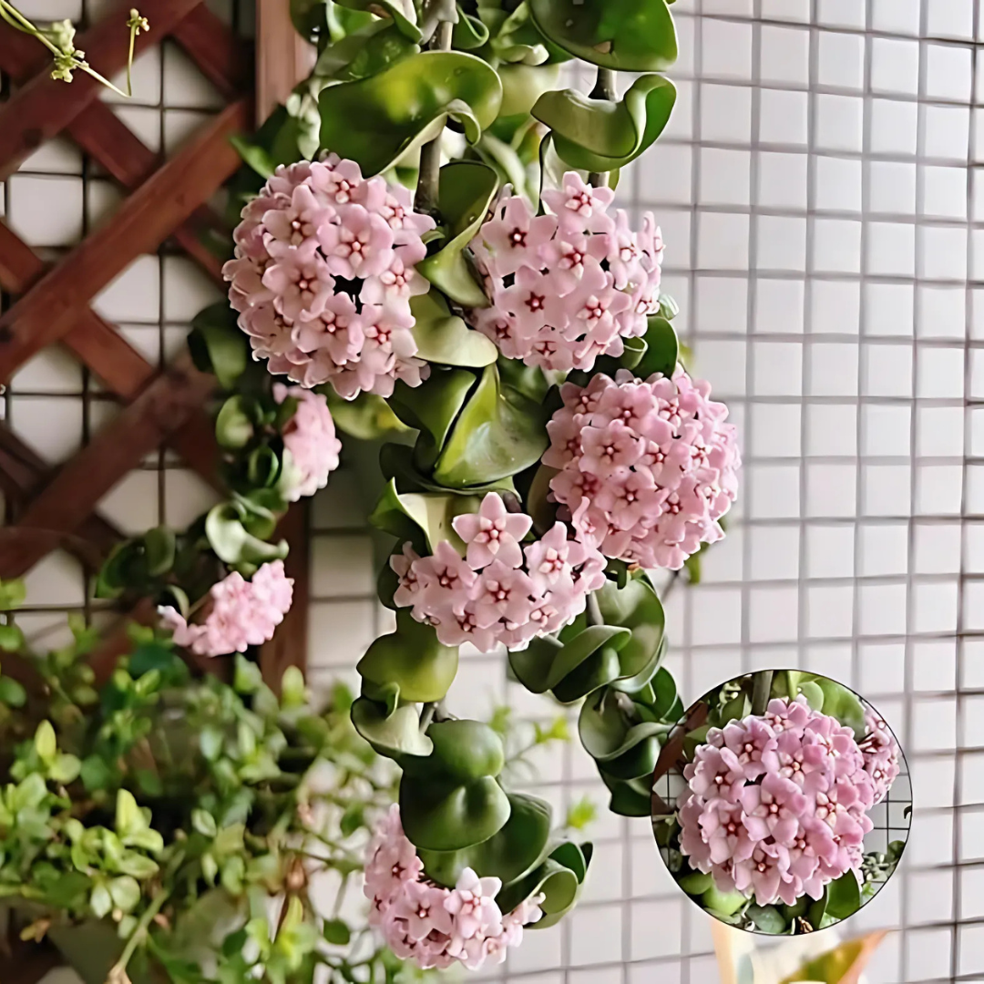 OrchidGlobe: Semillas de Esfera de Orquídea