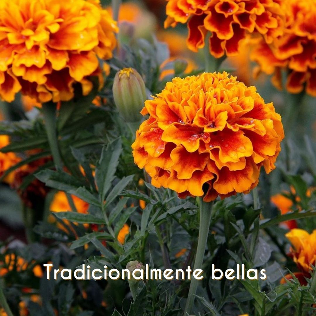 FireBloom | Tagete eterno de México