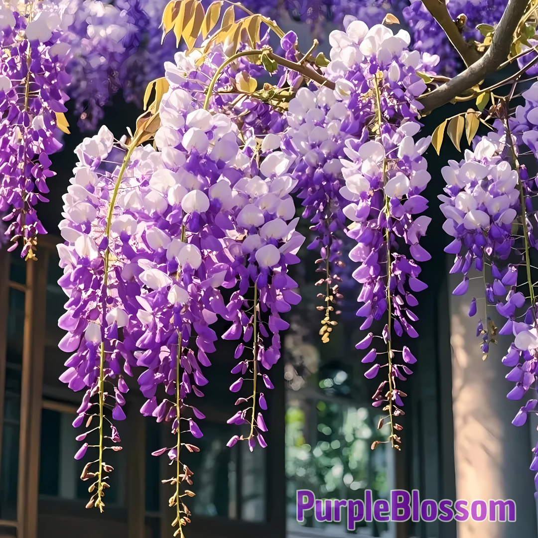 PurpleBlossom: Semillas de Glicina Morada