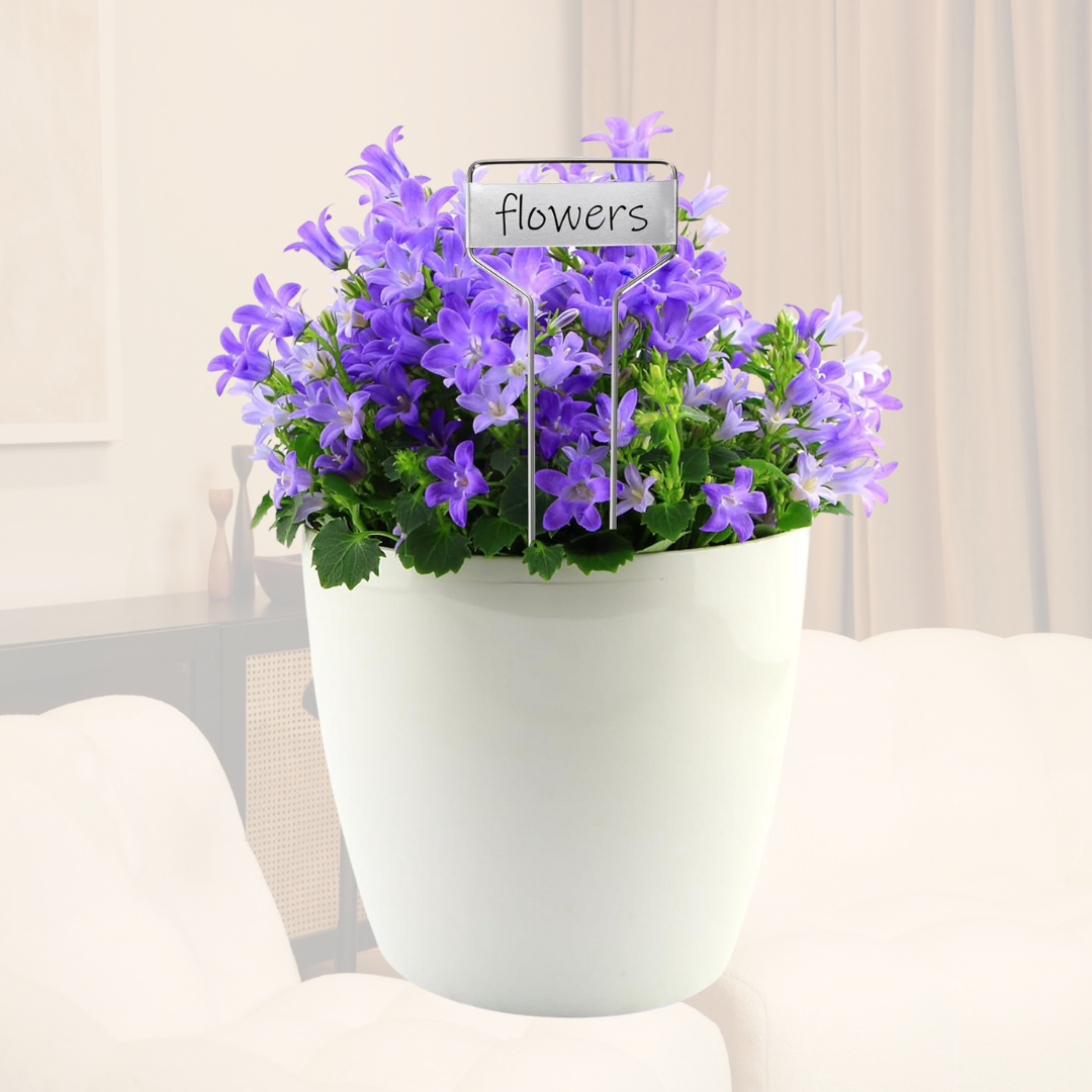 Campanula Violeta: La Joya del Adriático