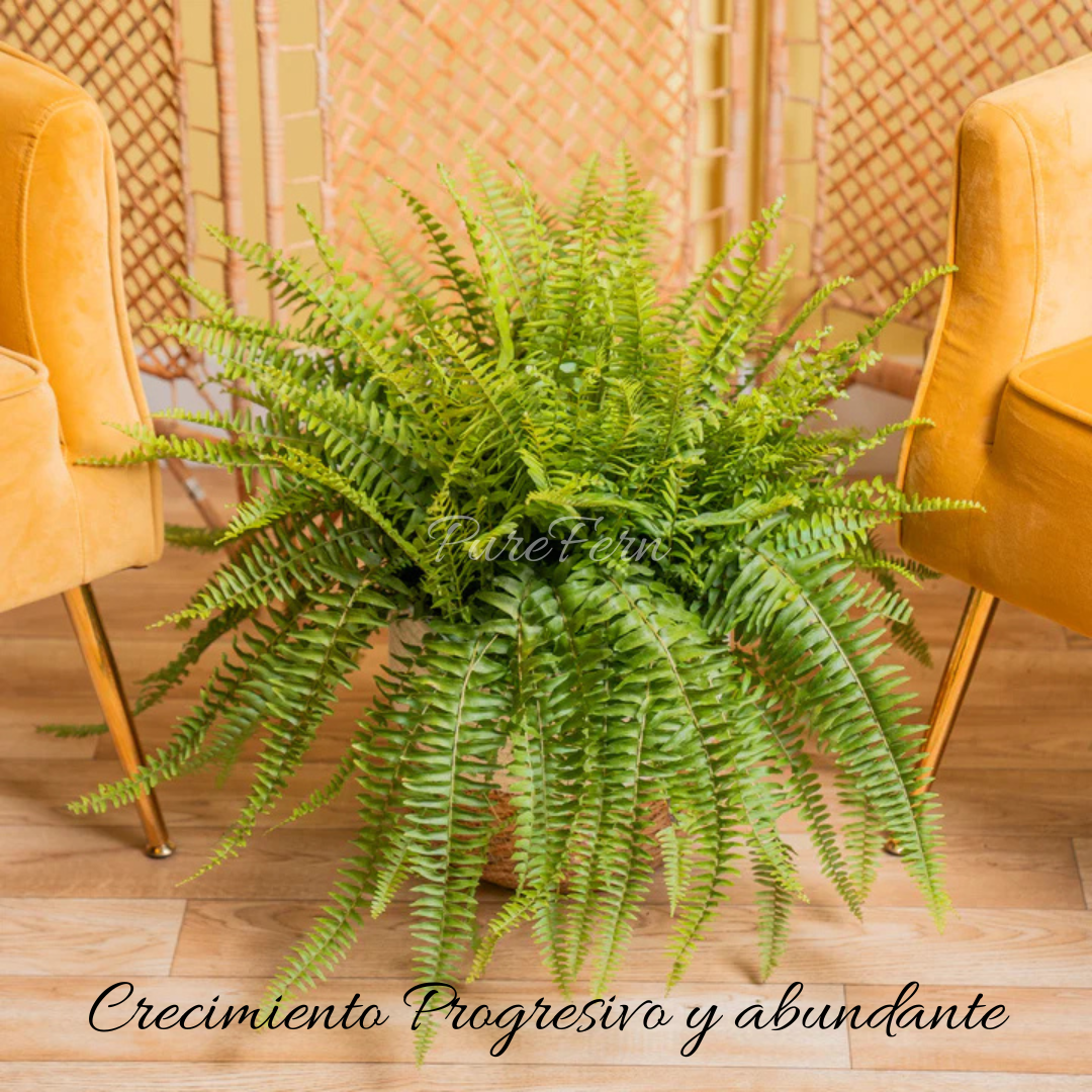 PureFern: Helecho Purificador y Protector