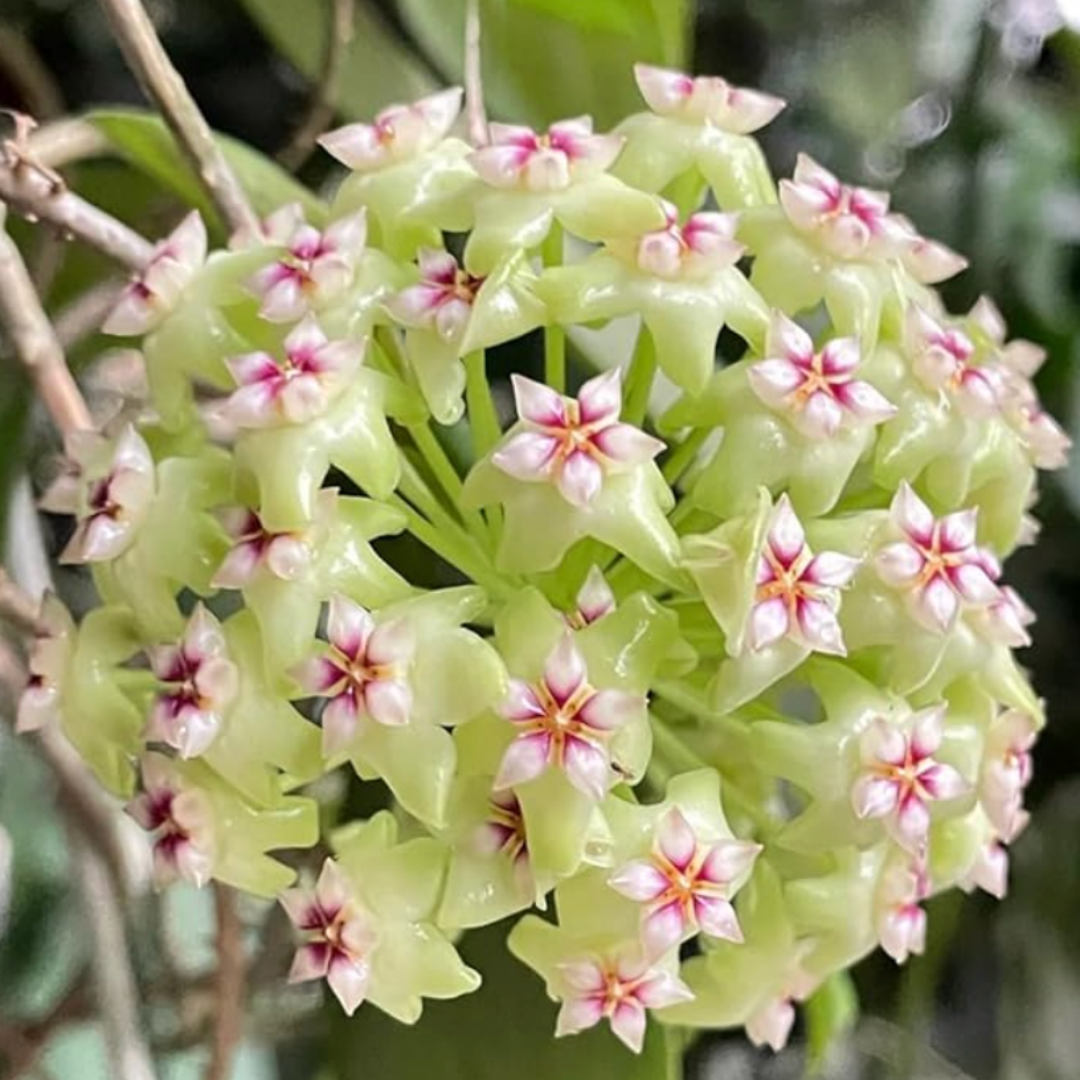 OrchidGlobe: Semillas de Esfera de Orquídea