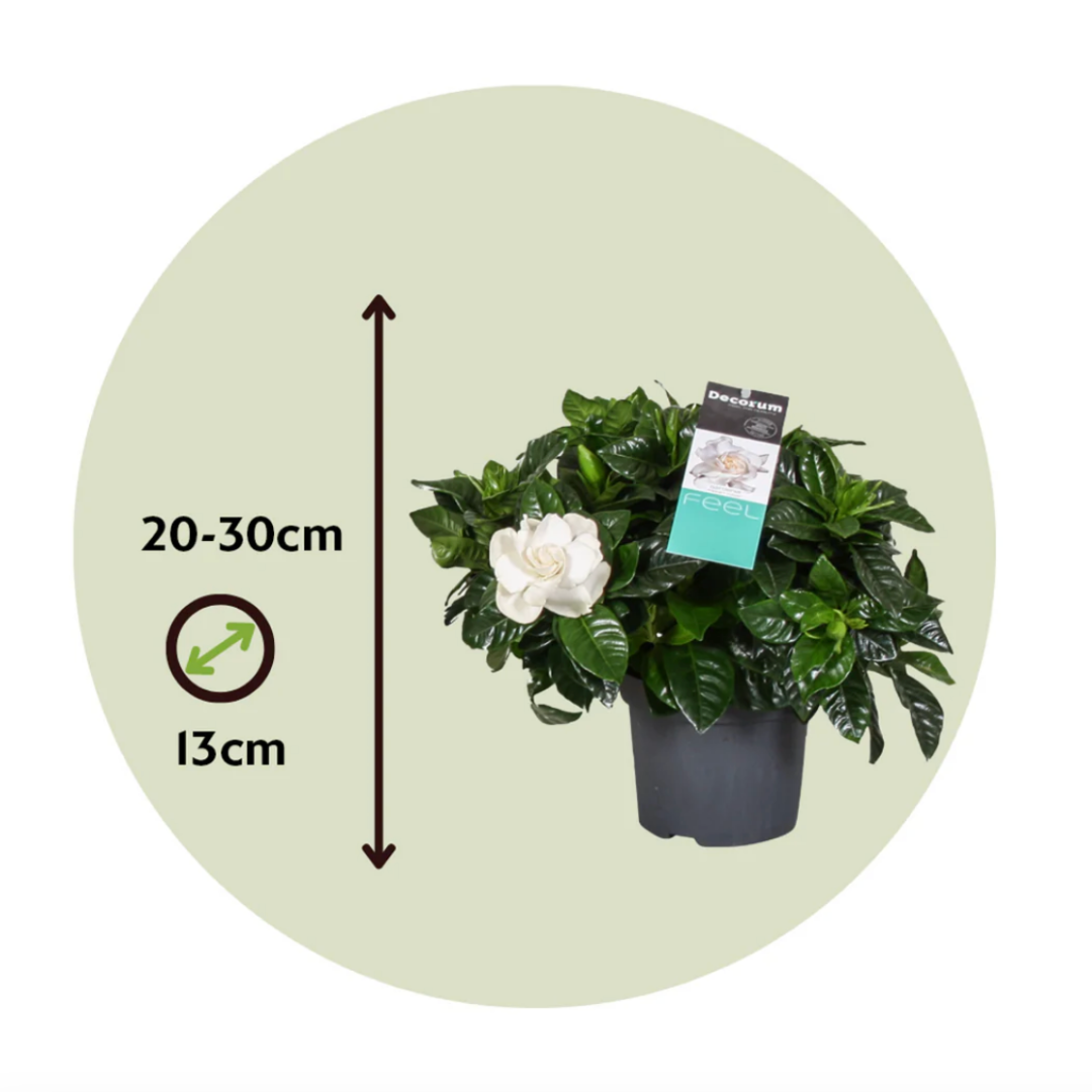 Gardenia Birmana del perfume