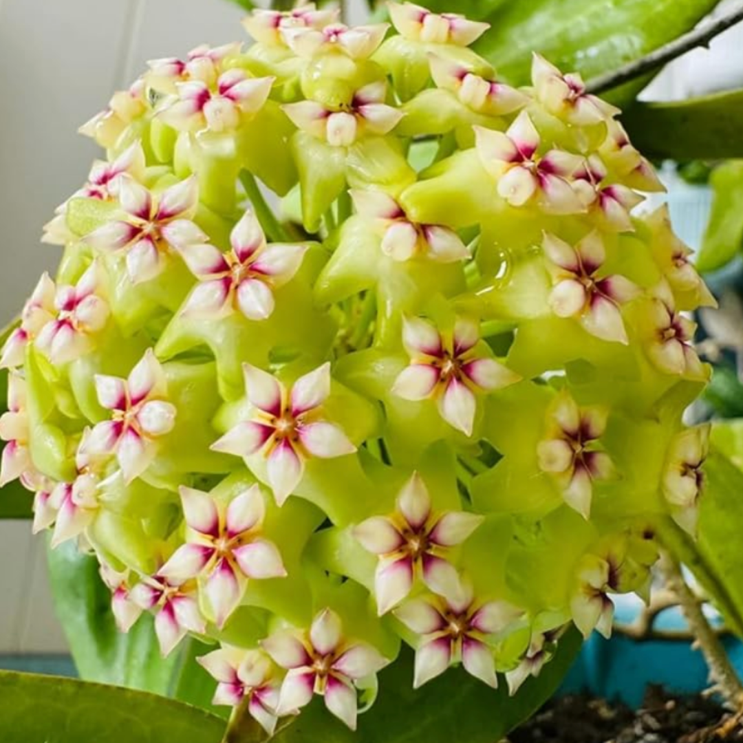 OrchidGlobe: Semillas de Esfera de Orquídea