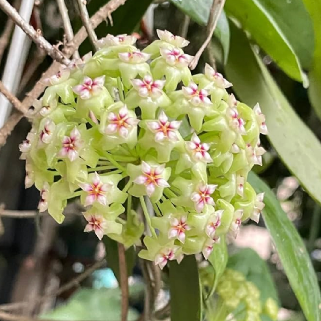 OrchidGlobe: Semillas de Esfera de Orquídea
