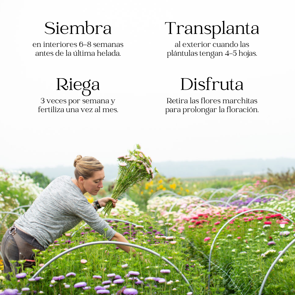 AsterSeeds: Semillas de Aster Tibetano