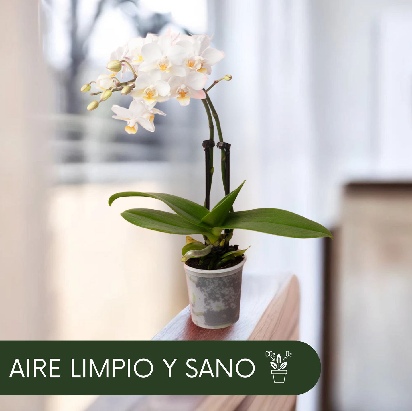 DancingDoll: Orquídea bailarina de Madagascar