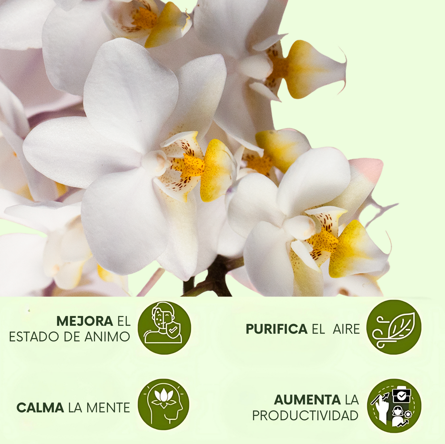 DancingDoll: Orquídea bailarina de Madagascar