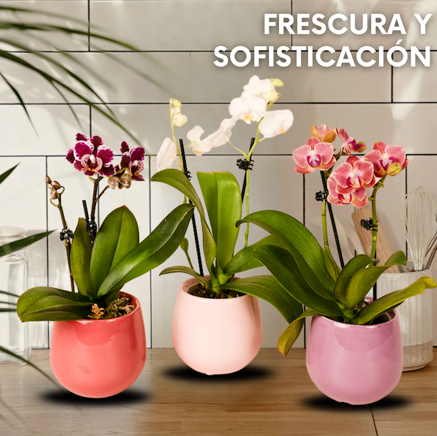 DancingDoll: Orquídea bailarina de Madagascar