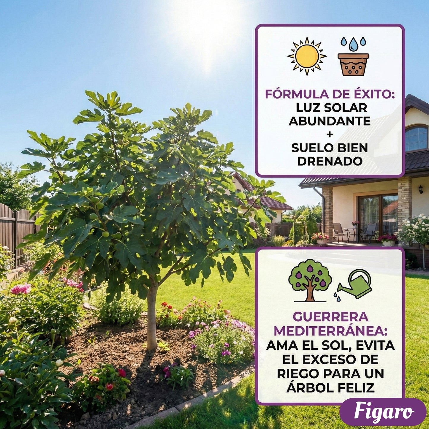 Figaro™ – Semillas de Higo Imperial