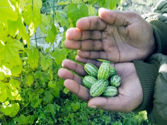 CucaMelon™ – Semillas de Sandía de ratón