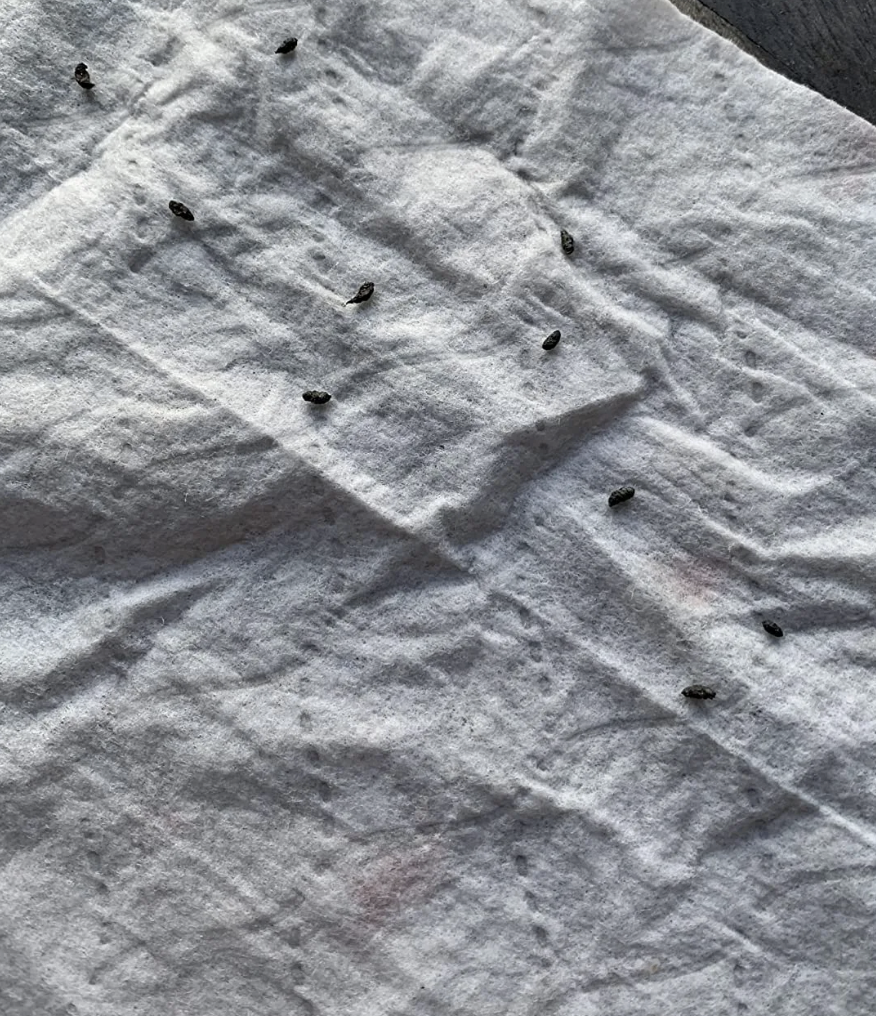 Roach Killing Gel®: Control Antiplagas Ultrapotente
