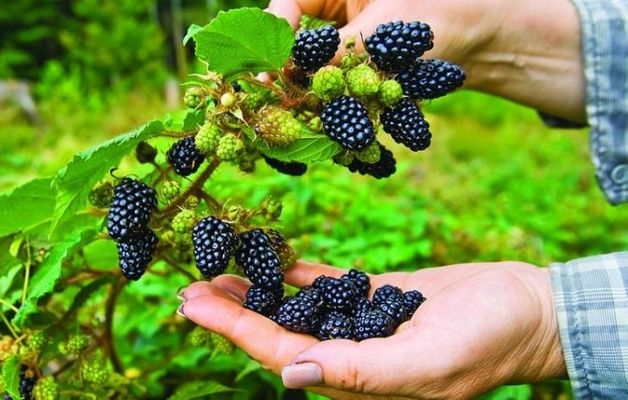 BlackBerry | Semillas de Frambuesa Negra Gourmet de Pulpa Dulce