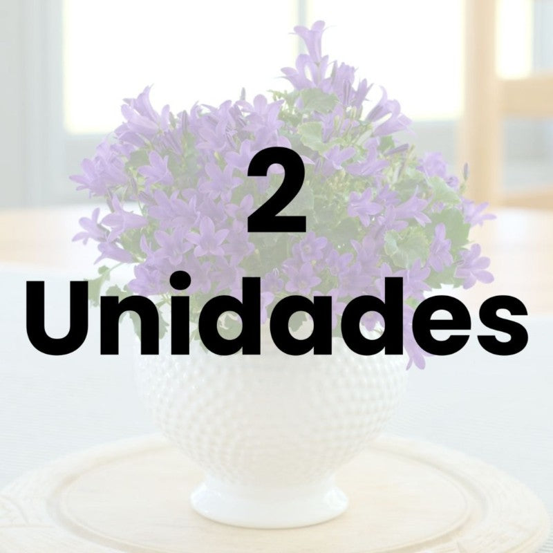 Campanula Violeta: La Joya del Adriático