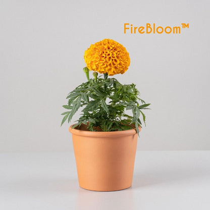 FireBloom | Tagete eterno de México