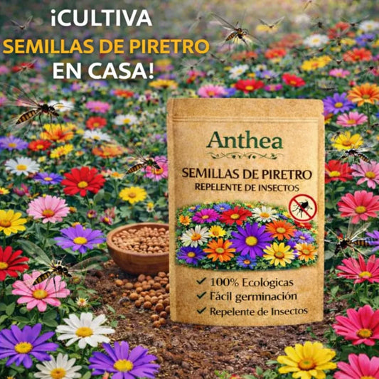 Anthea: Semillas de Piretro - Repelente de insectos