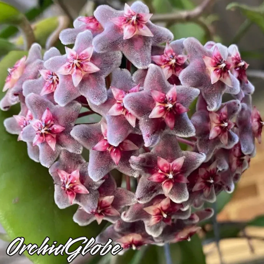 OrchidGlobe: Semillas de Esfera de Orquídea