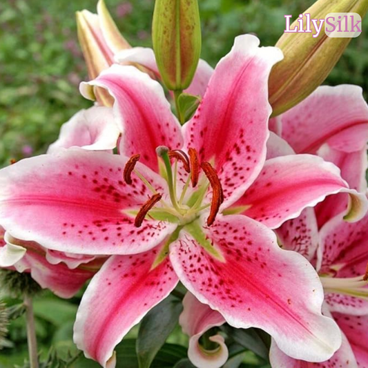 Lily Silk | Lirio silvestre de Zanzibar