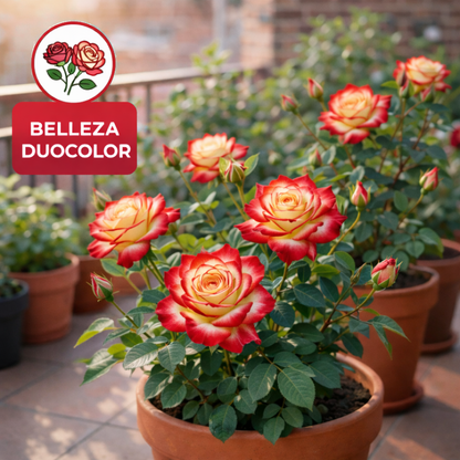 PetalDuo | Semillas de Rosa DuoColor
