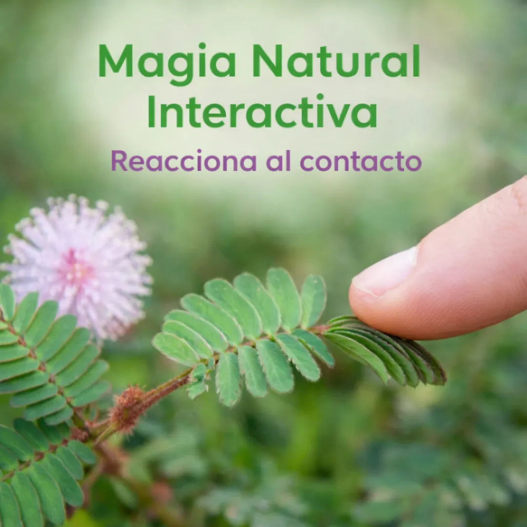 SensitiveJoy™ – Semillas de Mimosa Pudica (Planta Sensitiva)