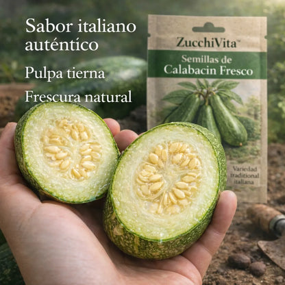 ZucchiVita™ – Semillas de Calabacín Fresco