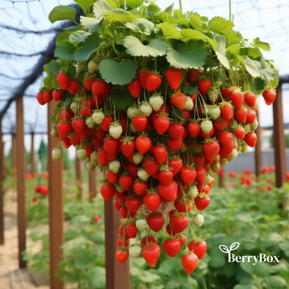 BerryBox: Semillas de Fresas
