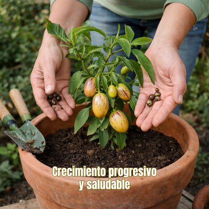 VitalFruit: Semillas de Fruta Ginseng para Reducir la Presión Arterial