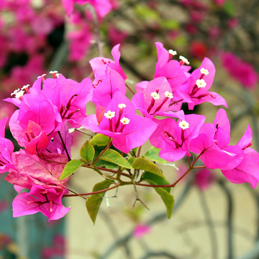 Bloomia: Semillas de Buganvilla Trepadora Tropical