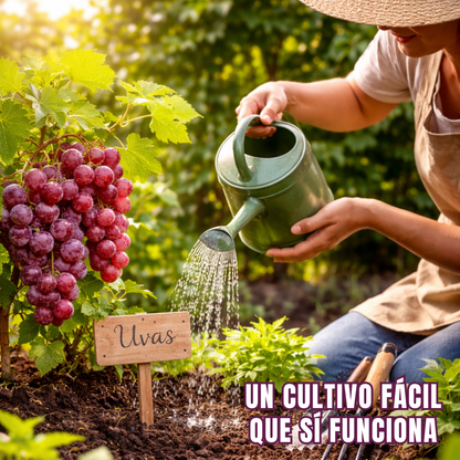 VinaBella™ – Semillas de Uva Reina Nina
