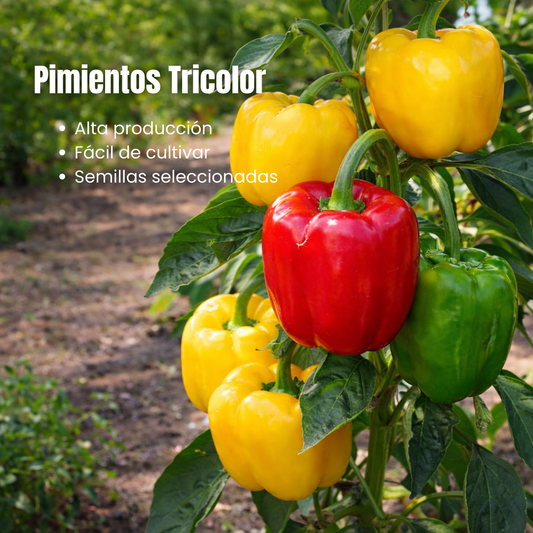 PepperMax: Semillas de Pimientos Tricolor de Alta Producción