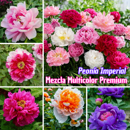 Peonía Imperial : Mezcla Multicolor Premium