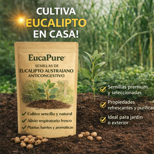 EucaPure: Semillas de Eucalipto Australiano Anticongestivo