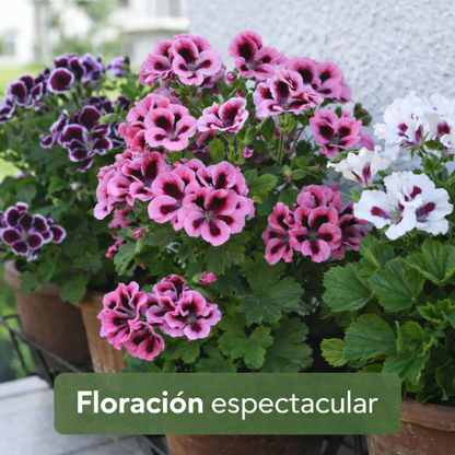 RoyalBloom™ – Semillas de Geranio del Pensamiento