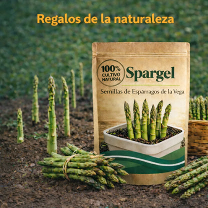 Spargel | Semillas de Espárragos de la Vega