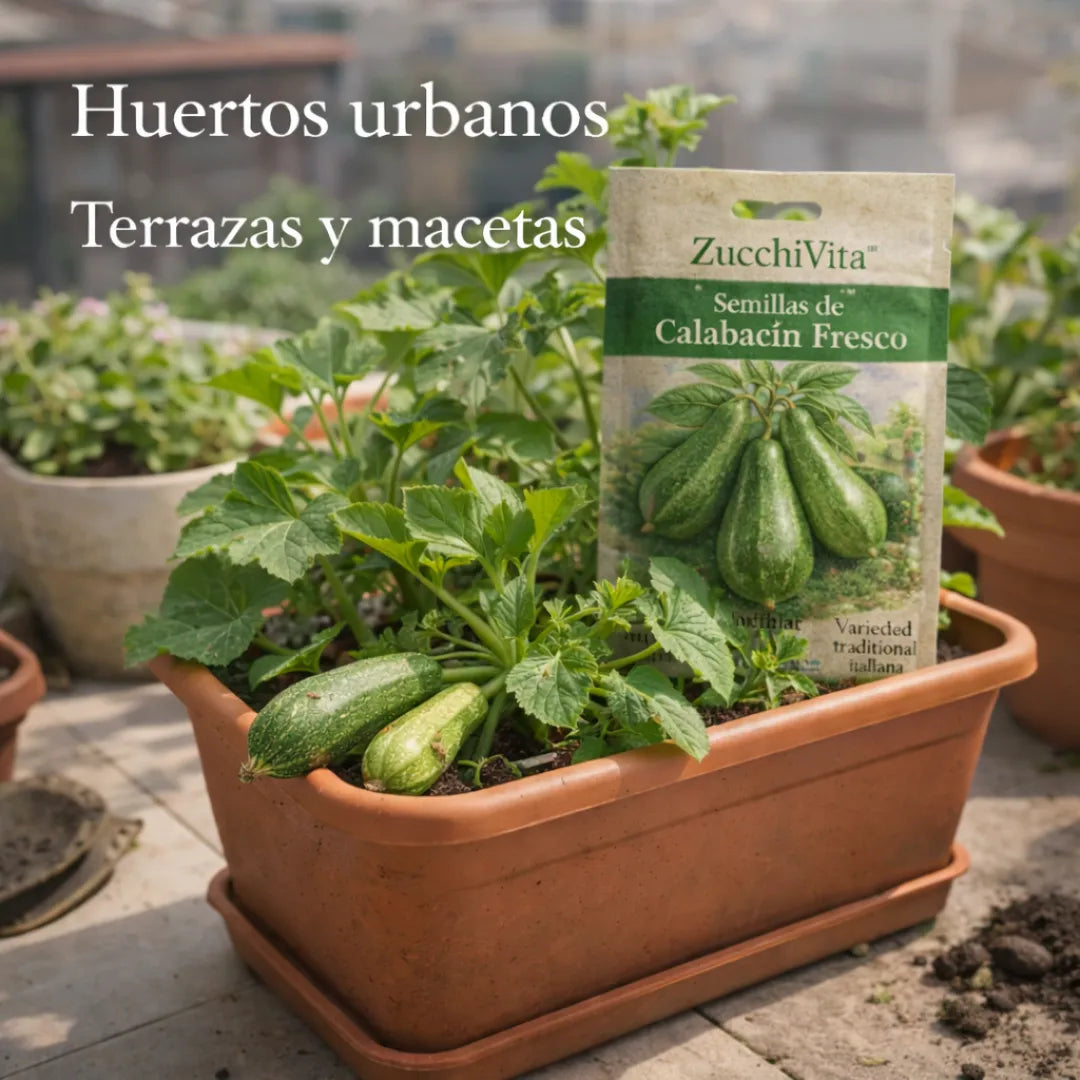 ZucchiVita™ – Semillas de Calabacín Fresco