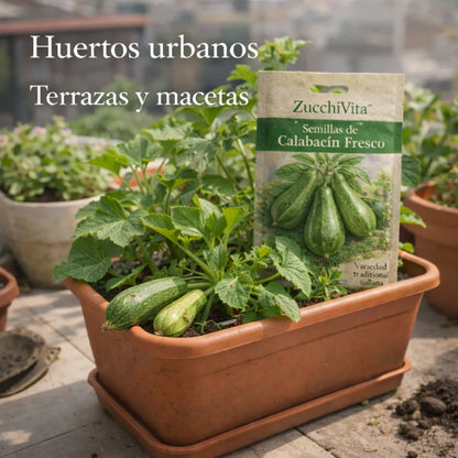 ZucchiVita™ – Semillas de Calabacín Fresco