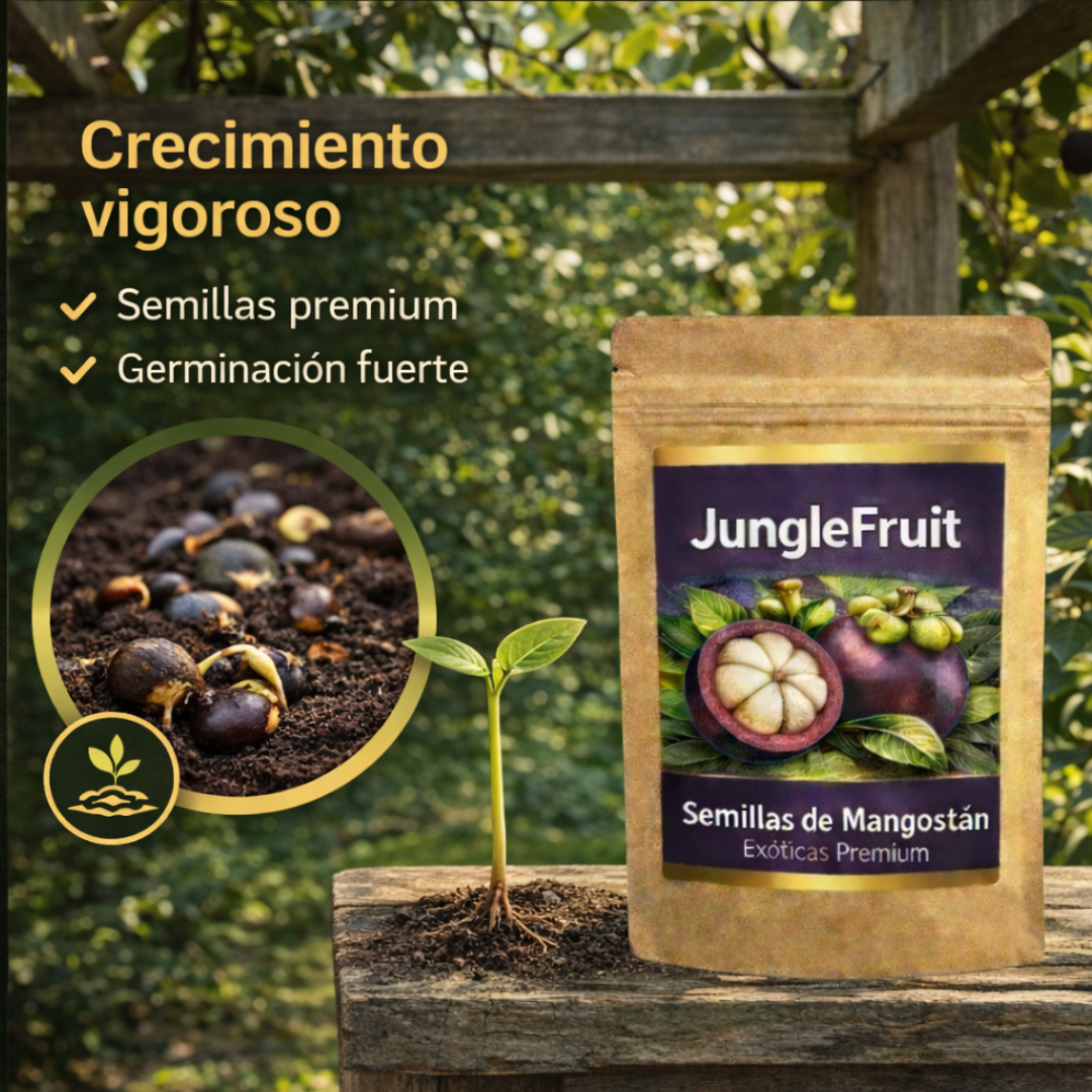 JungleFruit | Semillas de Mangostán Delicioso