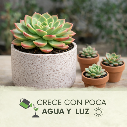 Succulent Mix: Pack de Semillas de Suculentas Exóticas